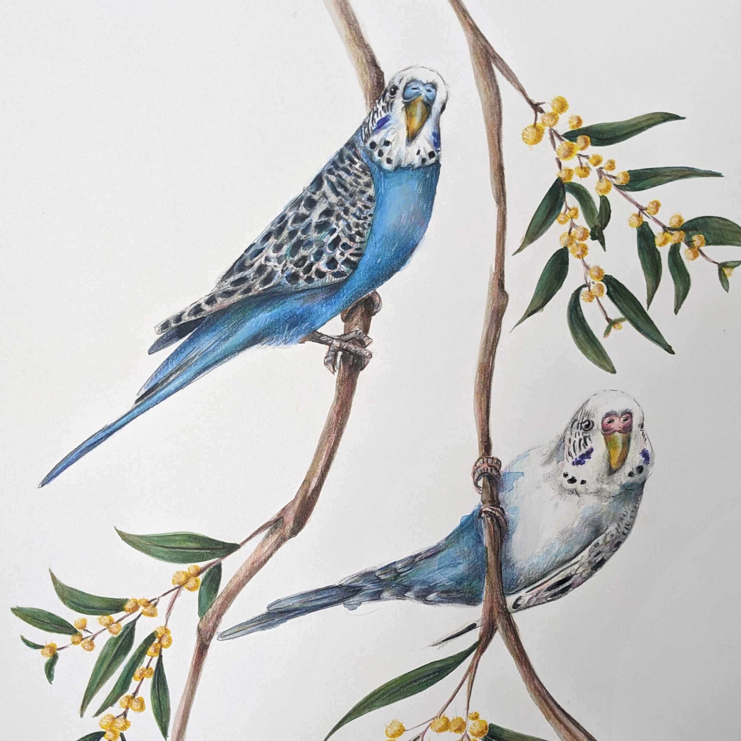 Creating Art Gifts: A Budgie Portrait